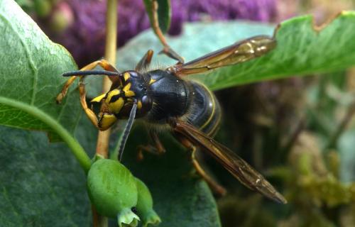 Dolichovespula media